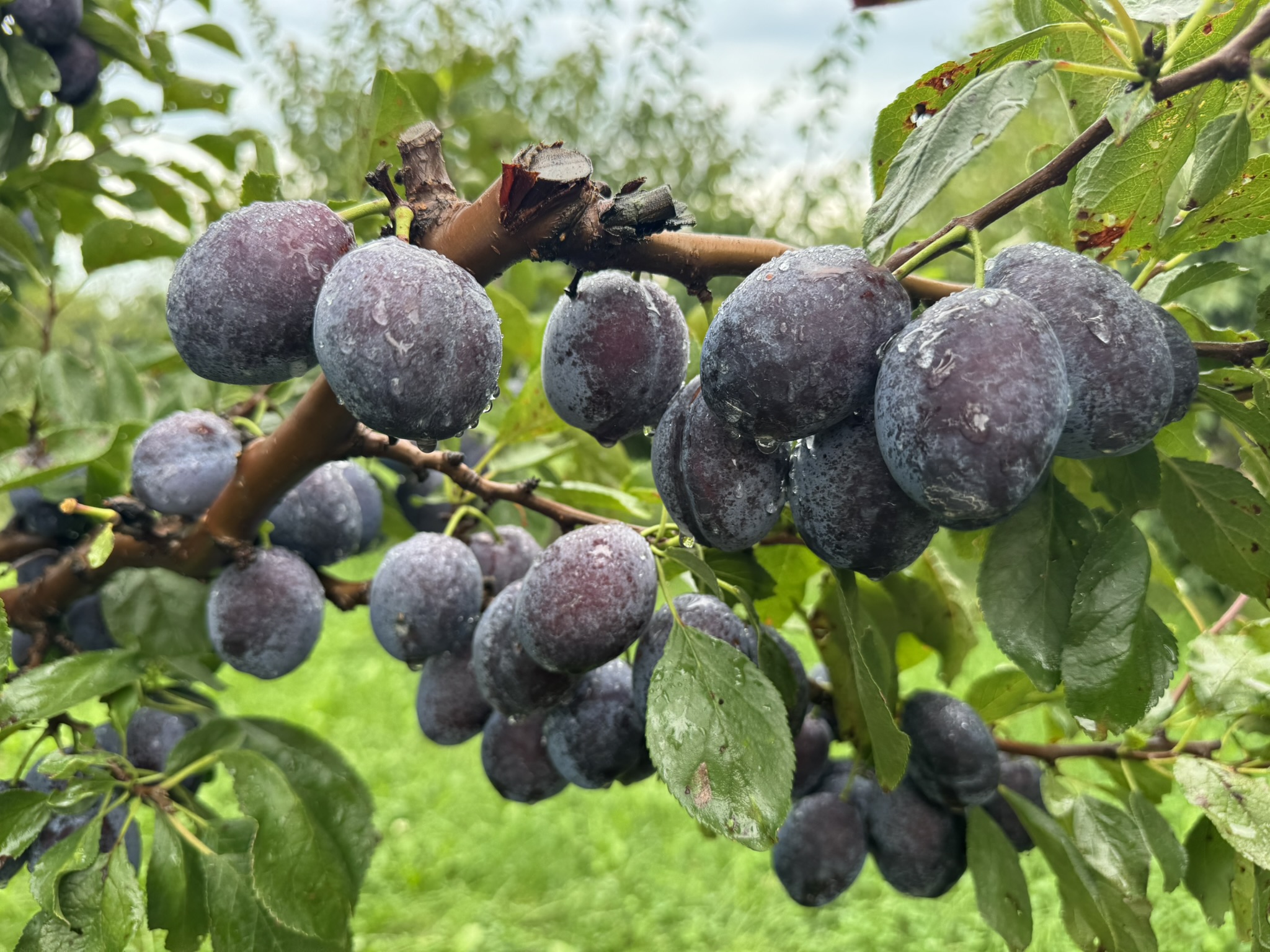 Plum_Stanley_Verellen_August31_2026 (1).JPEG